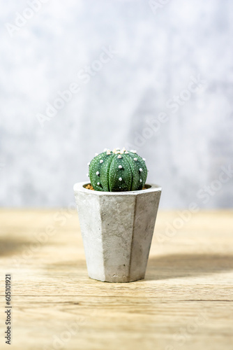 Cactus in a clay pot placed on a wooden table