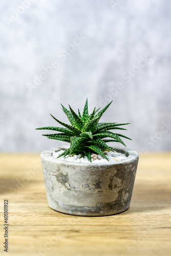 Cactus in a clay pot placed on a wooden table