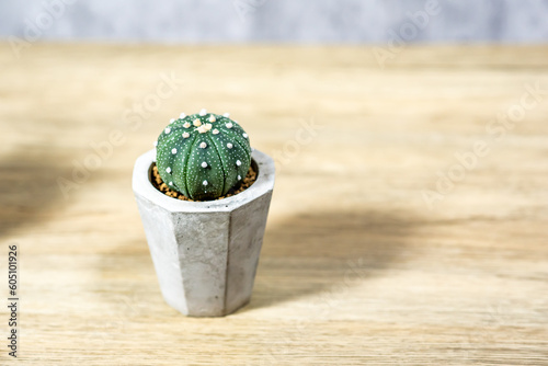 Cactus in a clay pot placed on a wooden table