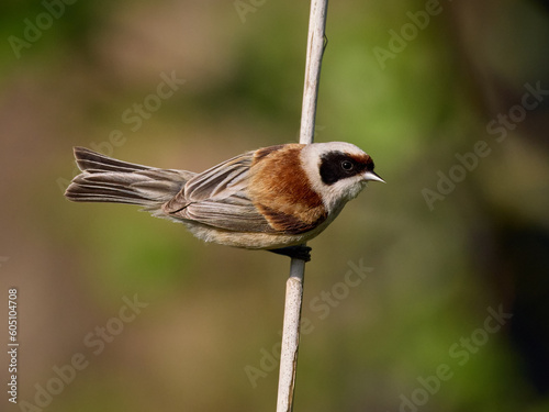 Eurasian penduline tit (Remiz pendulinus) photo