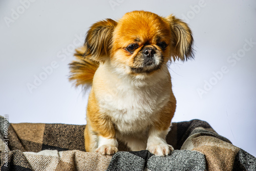 Close-up of Pekingese dog isolated on white background