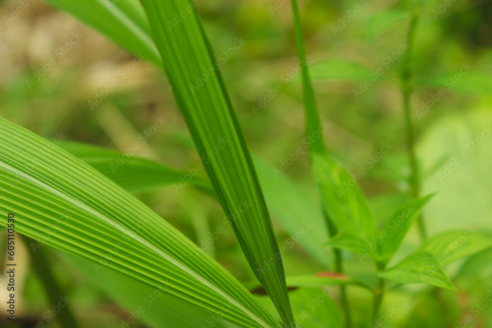 Obraz premium Blurred nature background and a close-up of tropical leaves frame in vibrant shades of green. Bristle grasses (Setaria palmifolia)
