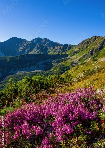 Blooming heather on a mountain ridge in the background with a beautiful panorama of the alpine peaks of the Western Tatras, Rohace.  photo