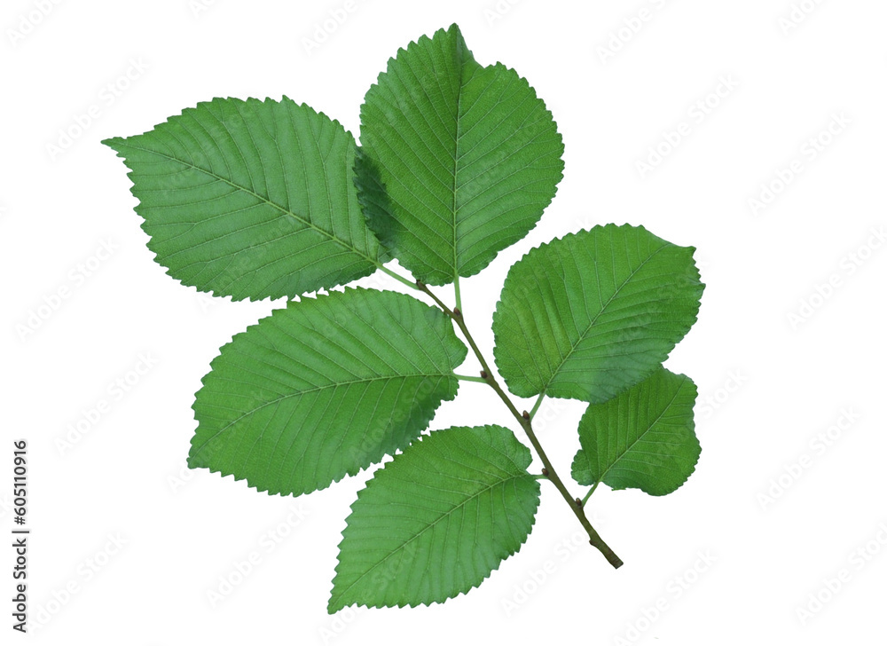 Elm tree branch with leaves Elm tree branch with leaves