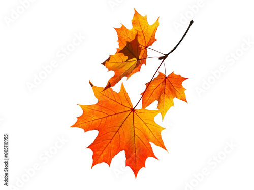 Autumn Leaves Images autumn maple leaf