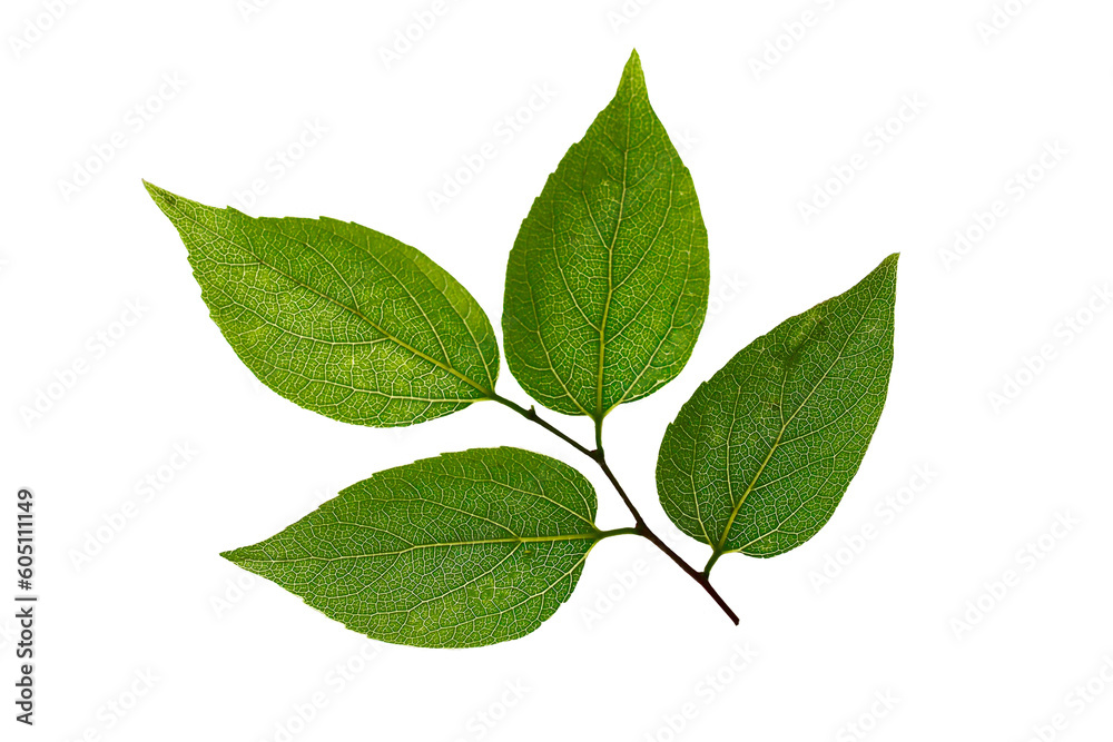 Natural twig of cherry tree with green leaves Natural twig of cherry tree with green leaves
