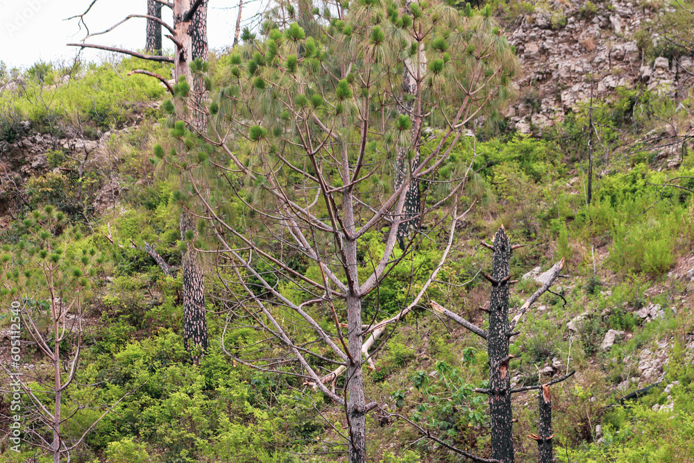 Fototapeta premium tree in the mountain forest 