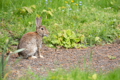 rabbit in the park © scott