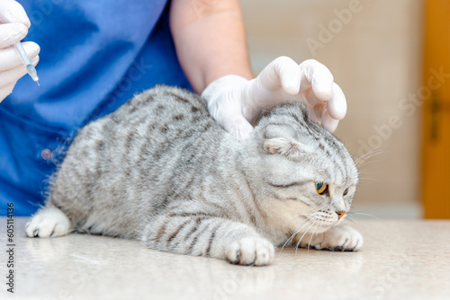 Veterinarian prepare doing vaccination to beauty cat lying on table.Veterinarian giving injection to Scottish Fold cat.Vaccination concept.Pets healthcare.