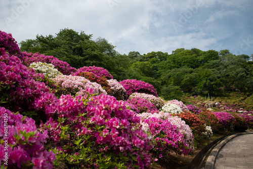 Fototapeta Naklejka Na Ścianę i Meble -  The azaleas are in bloom