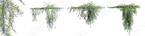Set of Rosemarinus Officinalis creeper plant, isolated on transparent background. 3D render.