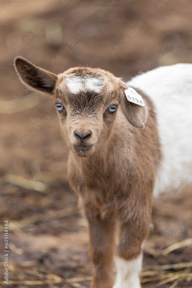 Baby fainting goat with blue eyes and ear tag staring at the camera on a ranch in Colorado Baby fainting goat with blue eyes and ear tag staring at the camera on a ranch in Colorado