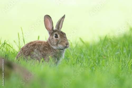 wild rabbit  © scott