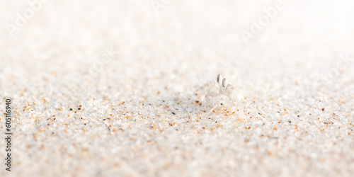Crab on the white sandy beach. Small white crab walks sideways on the beach. Animals  nature  wildlife  science  zoology  biology. Play  joy  fun concepts. Thin focus line.