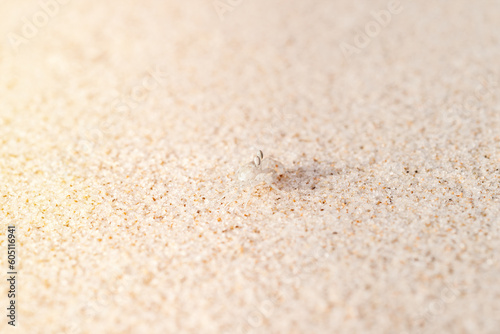Small white crab walks sideways on the beach. Crab on the white sandy beach. Play, joy, fun concepts. Thin focus line.