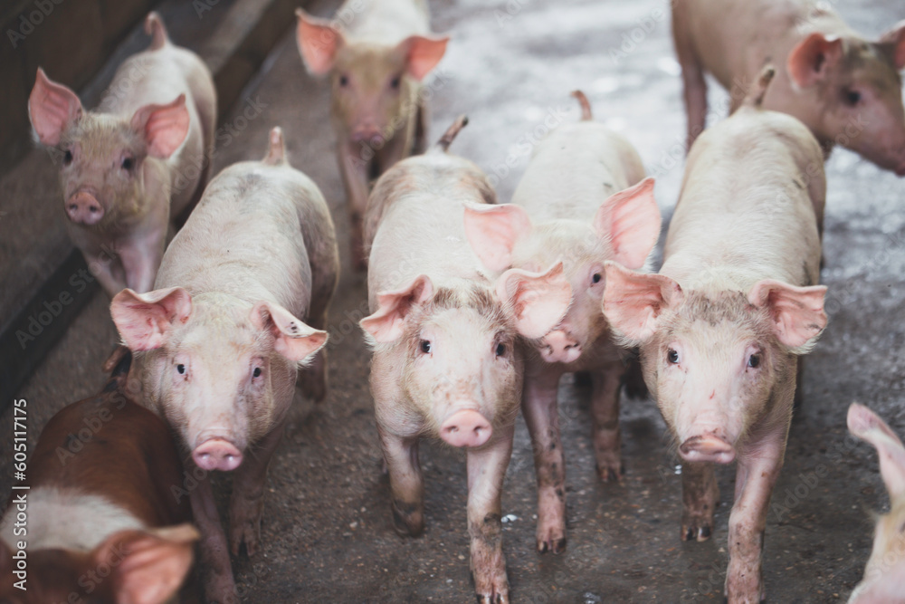 pig farming industry fattening pigs for consumption of meat , Pork is the food of the world's population. pig farming industry fattening pigs for consumption of meat , Pork is the food of the world's population.