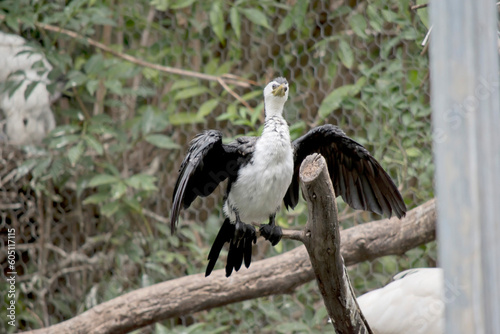The Pied Cormorant is a medium size bird with black wings and a black tail. It has a white face and chest.