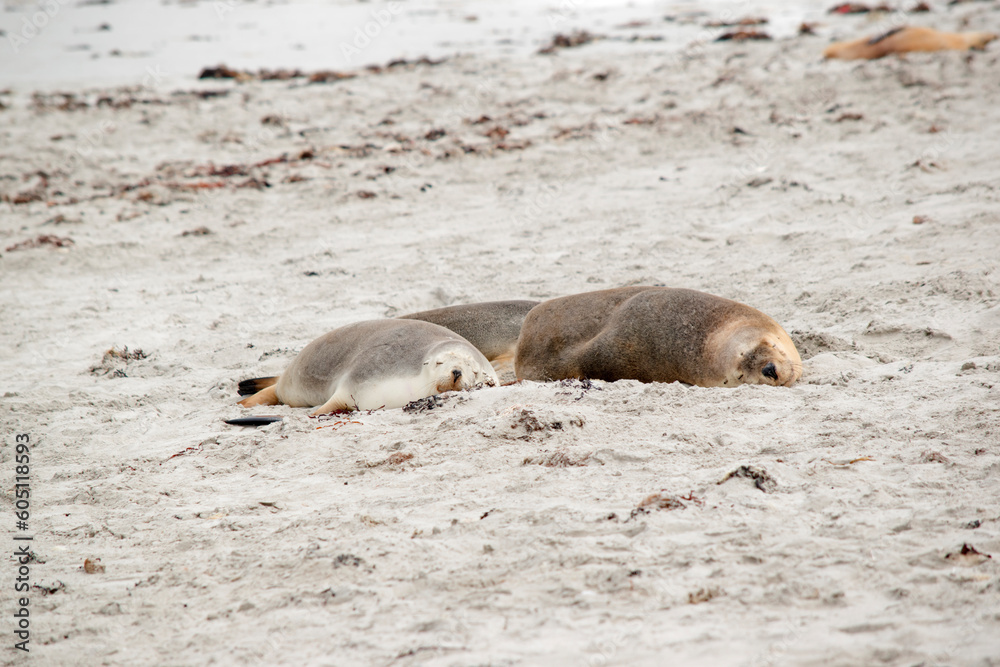 Fototapeta premium the sea lions are on the beach at Seal Bay