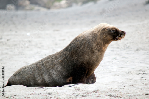 this is a side view of a sea lion at Seal Bay