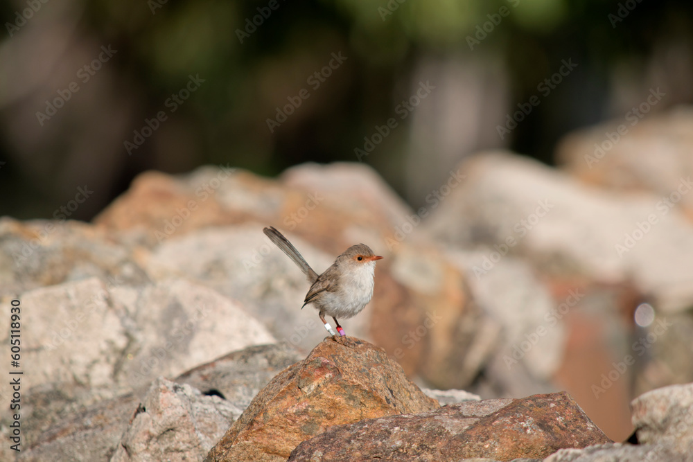 Fototapeta premium the female superb wren is resting on a rock