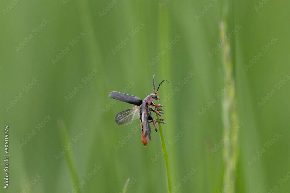 Naklejka premium Gemeiner Weichkäfer (Cantharis fusca)