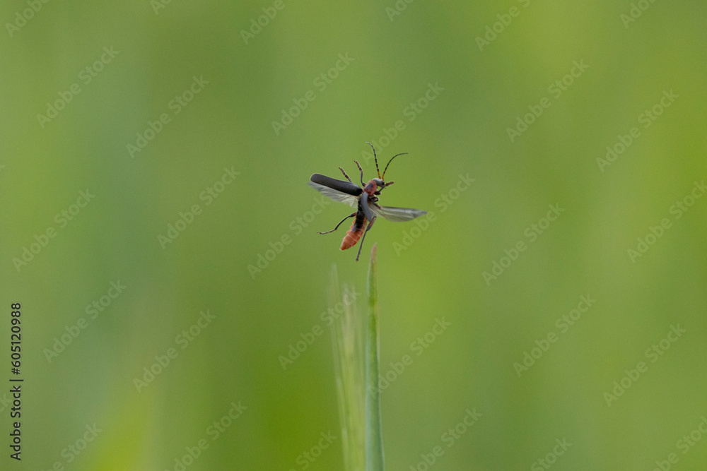 Gemeiner Weichkäfer (Cantharis fusca) Gemeiner Weichkäfer (Cantharis fusca)
