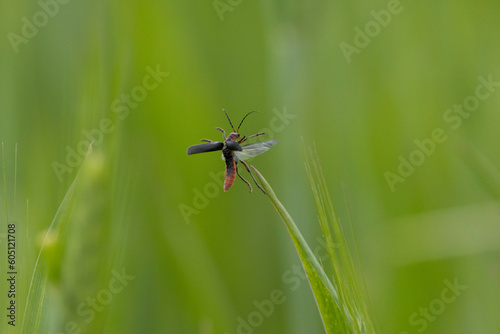 Gemeiner Weichkäfer (Cantharis fusca)