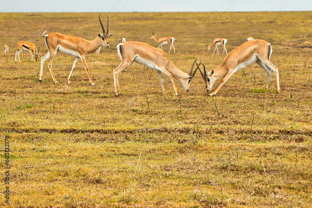 Grants Gazelle males fighting inside Ngorongoro crater, Tanzania Grants Gazelle males fighting inside Ngorongoro crater, Tanzania