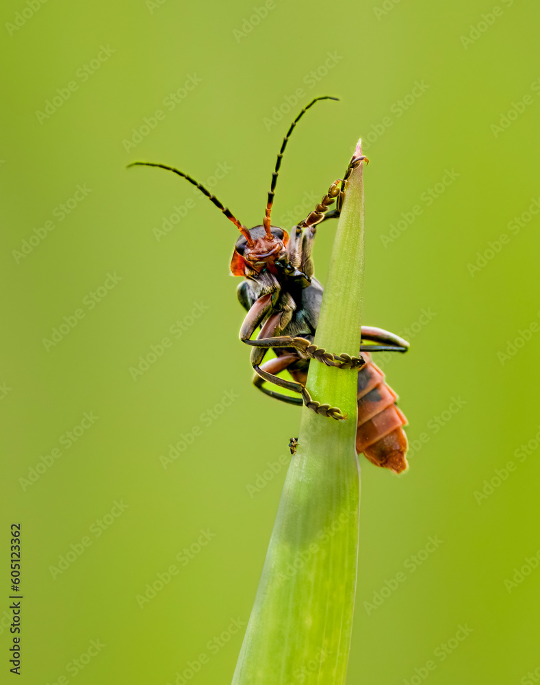 Fototapeta premium Gemeiner Weichkäfer (Cantharis fusca)