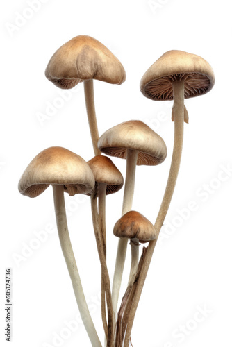 a Psilocybin (Magic Mushrooms), psychedelic-themed, mental and physical healing, photorealistic illustrations on a transparent background cutout in PNG. generative ai