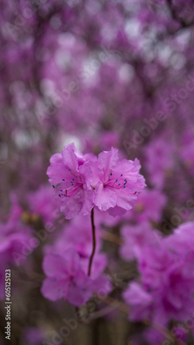 Bright Pink Blooming Flowers With Copy Space - Stock Photo