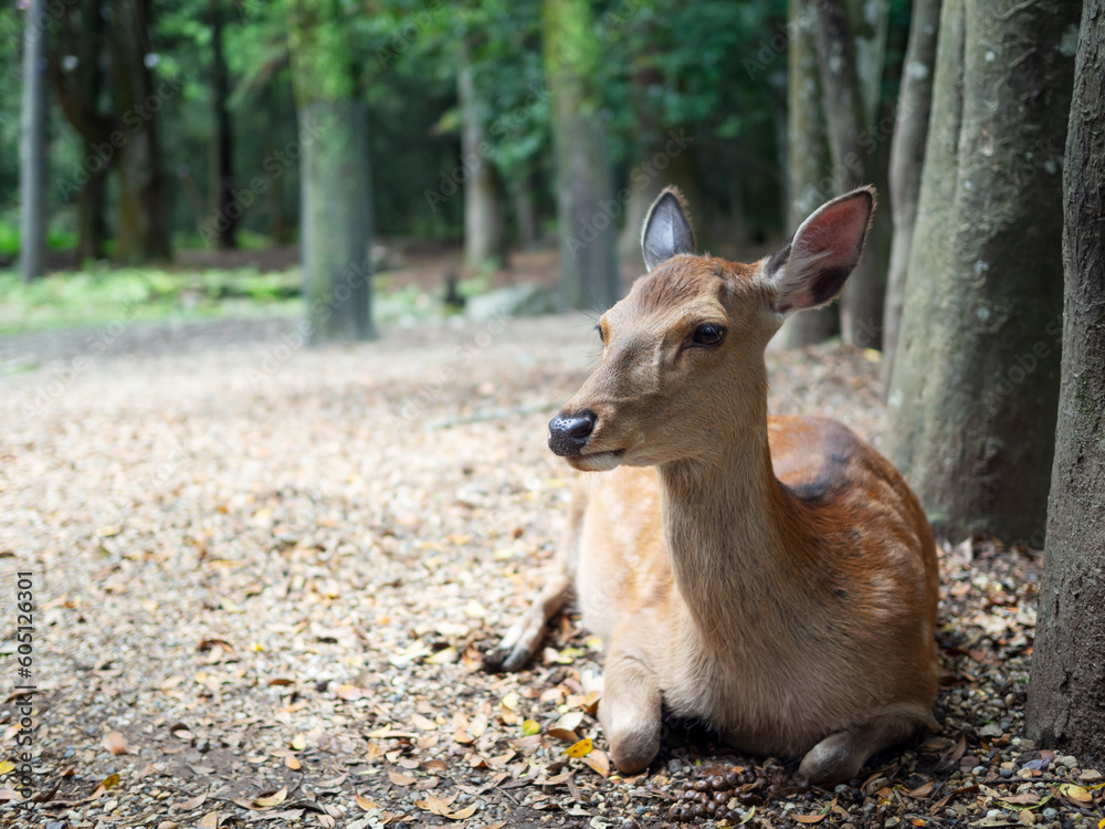 Obraz premium 休憩をするなら公園の鹿