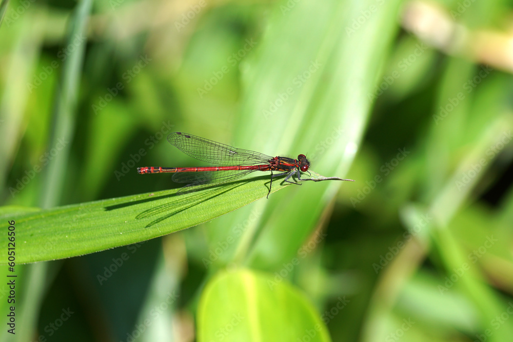 Large red damselfly (Pyrrhosoma nymphula), family Coenagrionidae. On a leaf of bamboo. Family Onocleaceae. Spring