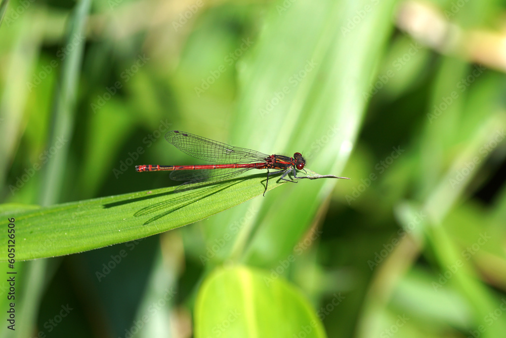 Large red damselfly (Pyrrhosoma nymphula), family Coenagrionidae. On a leaf of bamboo. Family Onocleaceae. Spring Large red damselfly (Pyrrhosoma nymphula), family Coenagrionidae. On a leaf of bamboo. Family Onocleaceae. Spring