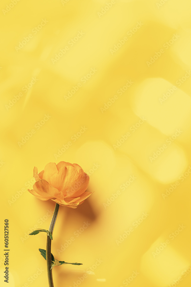 Fototapeta premium Minimal monochrome flatlay Yellow delicate wild flower peony on yellow background, sun flare, aesthetic botanical design top view, natural blooming summer bloom, holiday card, nature poster