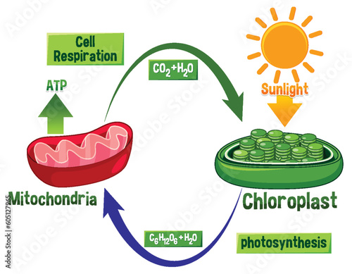 Photosynthesis and Cellular Respiration Diagram