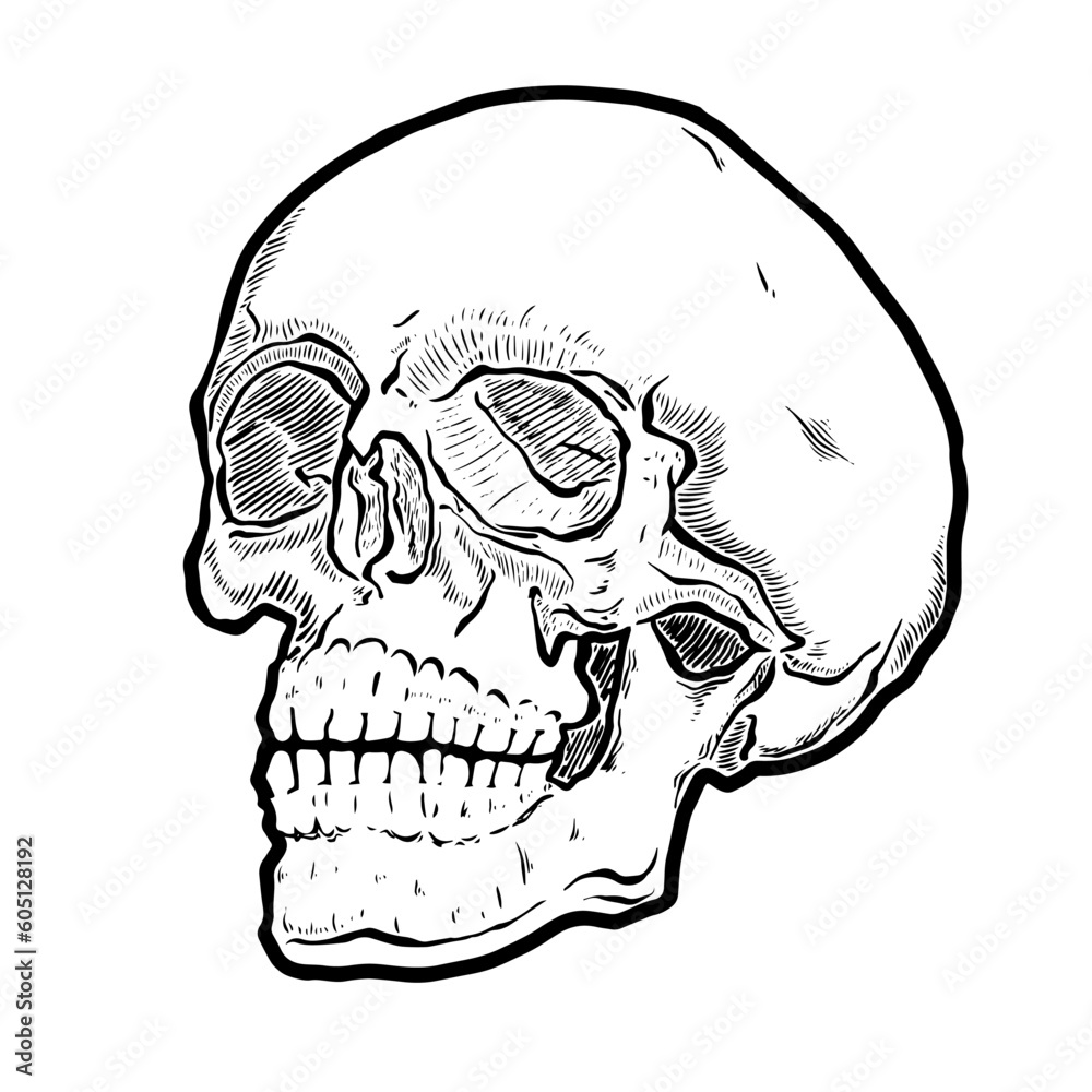 Anatomic Skull Vector Art. Detailed hand-drawn illustration of skull. Grunge weathered illustration. Eps 10
