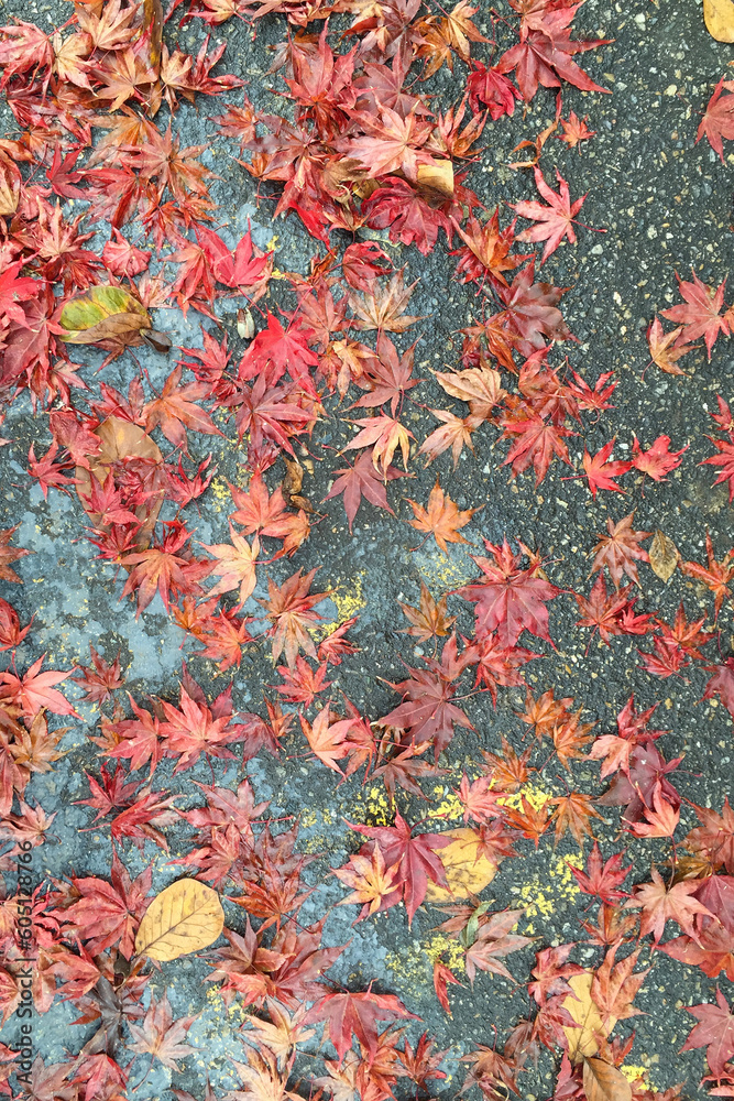 낙엽 fallen leaves 낙엽 fallen leaves
