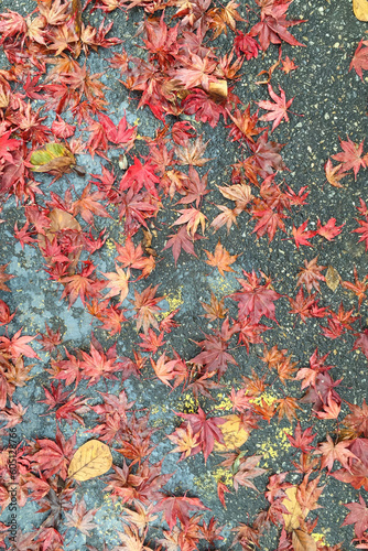 낙엽 fallen leaves