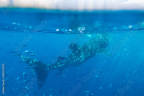 Whale shark under the sea at Oslob, Cebu, Philippines