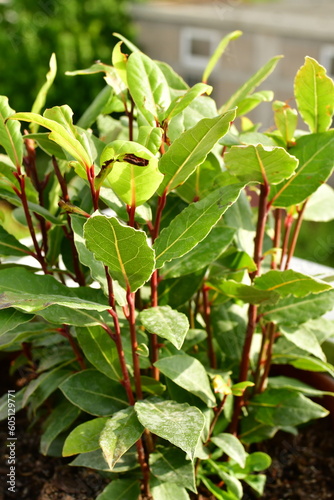 laurel herb in pot detail greens fresh
