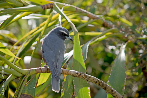 the woodswallow is hiding in the shadow of the leaves