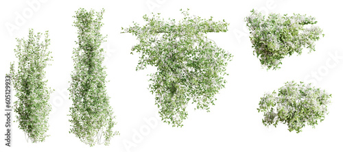 Fototapeta Naklejka Na Ścianę i Meble -  Set of Trachelospermum Jasminoides creeper plant,  vol. 2, isolated on transparent background. 3D render.