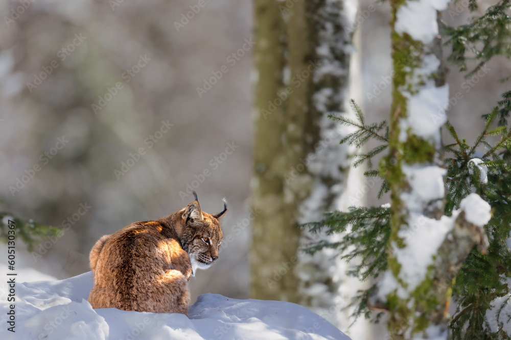 Eurasian Lynx (Lynx lynx) in the snow in the Bavarian Forest National Park, Bavaria, Germany.