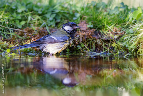Great Tit (Parus major) sitting at a pond in spring. © DirkR