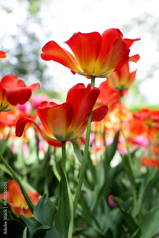 Spring tulips in the park colored natural Spring tulips in the park colored natural