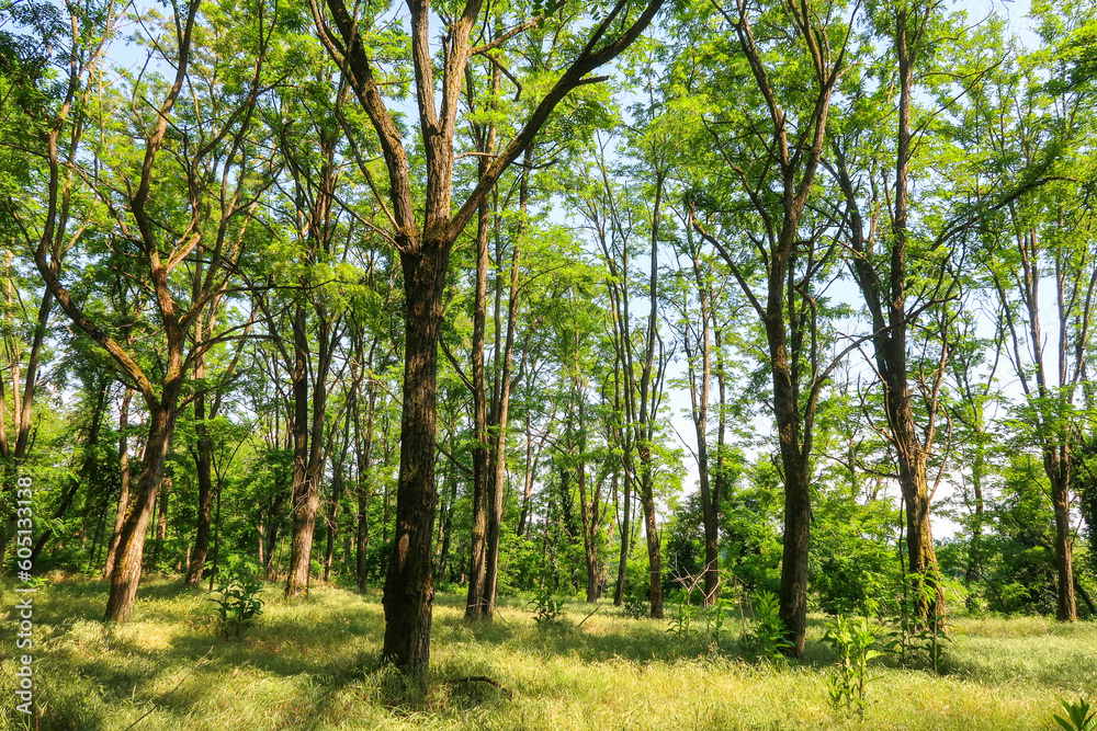 Woodland trees acacia panorama landscape nature natural shade view detail Woodland trees acacia panorama landscape nature natural shade view detail