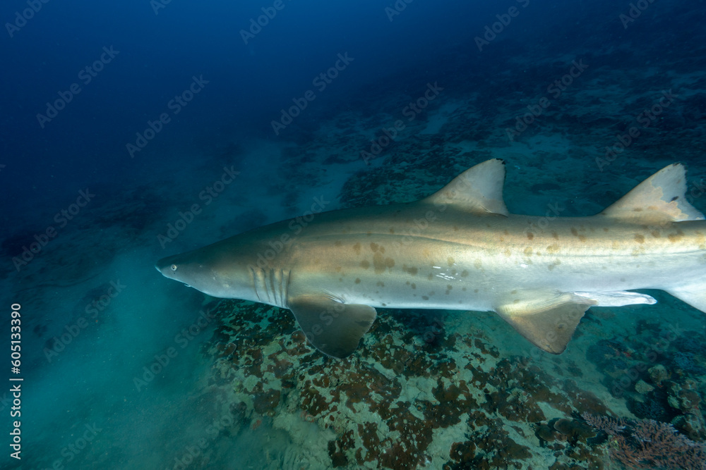 Fototapeta premium 小笠原 シロワニ