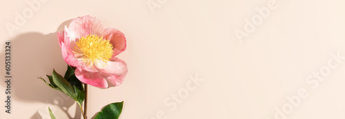 Beautiful pink peony flower on white background top view flat lay style banner