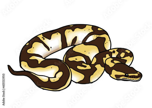 Exotic pet Ballpython snake